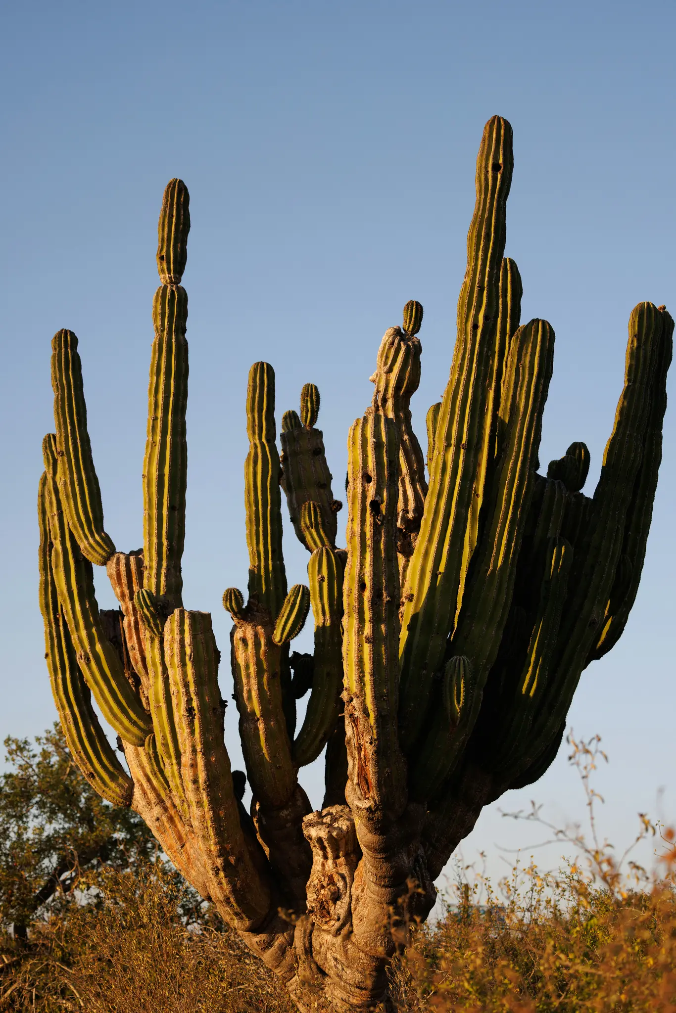 Un cactus torreggiante e multi-braccia con coste verde intenso e una base spessa e nodosa marrone si erge contro un cielo blu