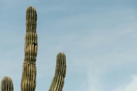 Drei hohe Saguaro-Kakteen mit gerippten, grünen Körpern und Dornen stehen vor einem klaren, hellblauen Himmel. Der größte