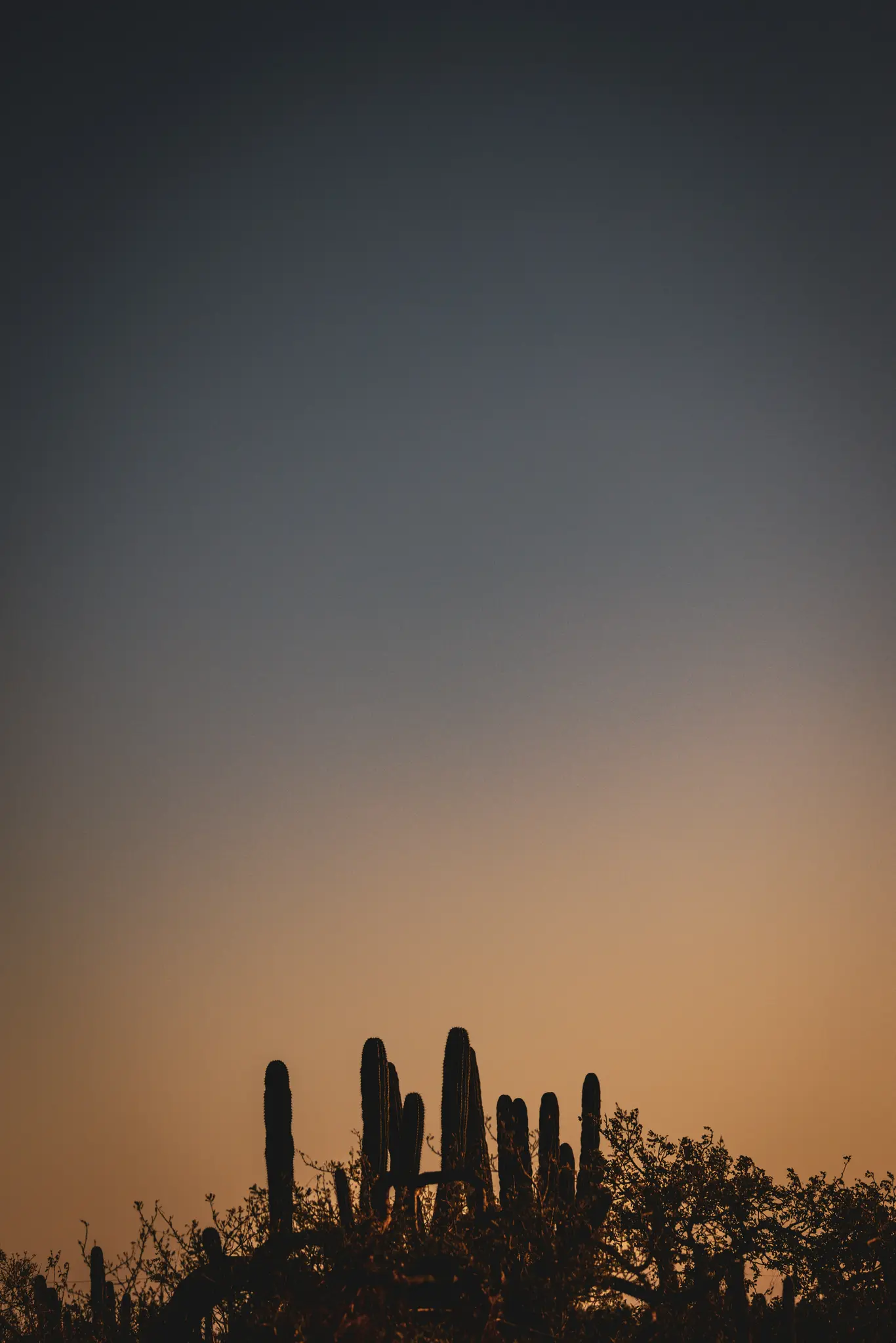 A minimalist photo of dark silhouettes of saguaro cacti and other desert plants against a gradient sky, transitioning from…