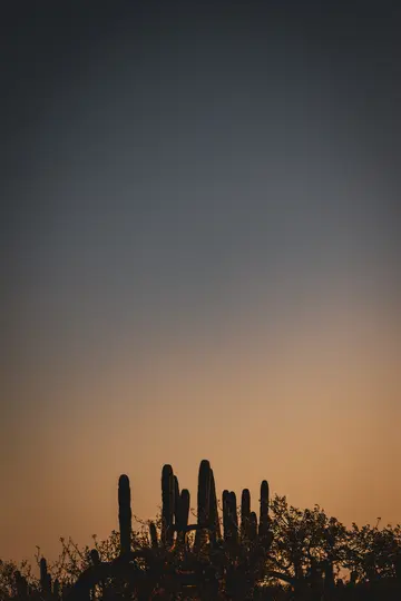 A minimalist photo of dark silhouettes of saguaro cacti and other desert plants against a gradient sky, transitioning from…
