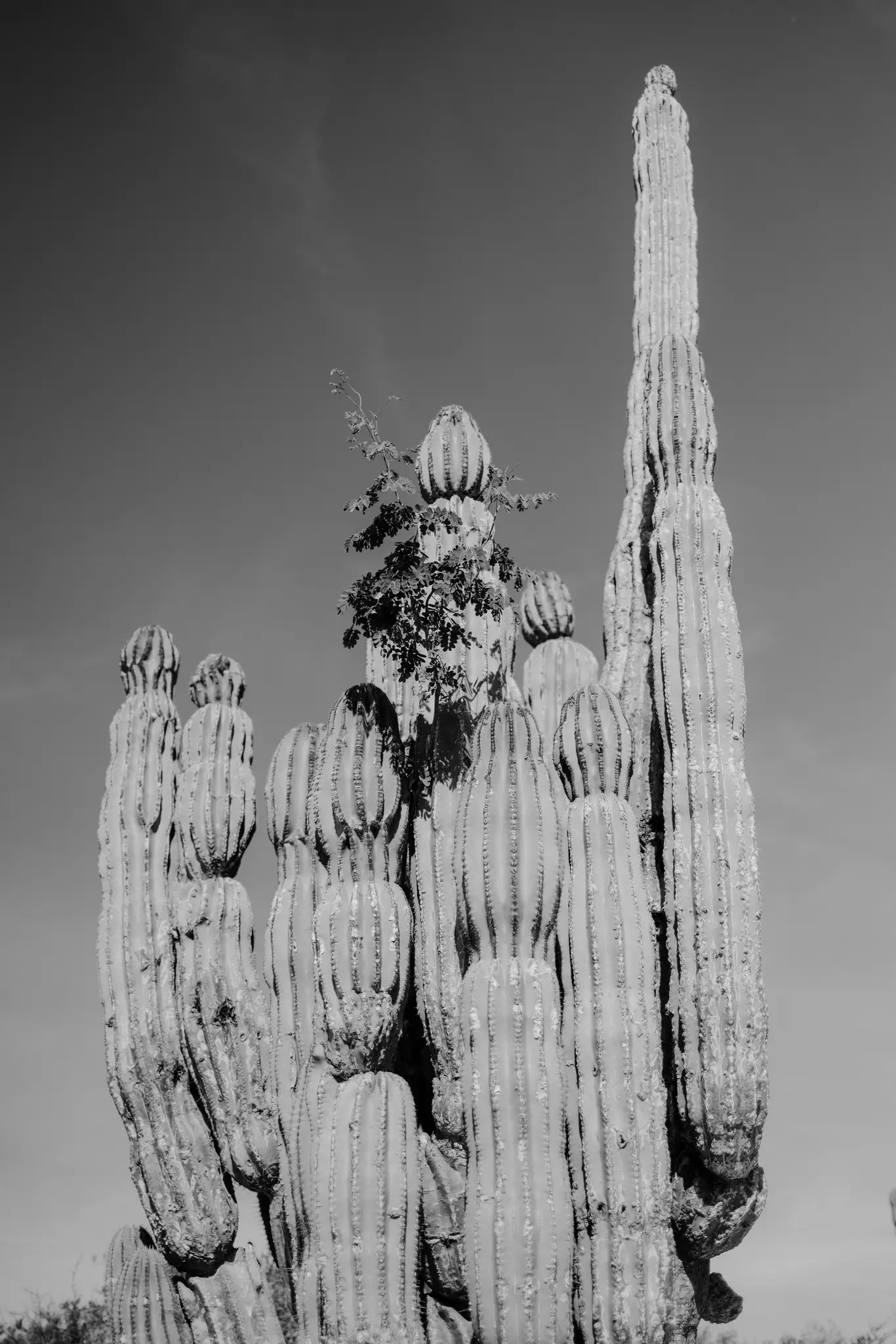 Un alto cactus saguaro con molte braccia costolute che si protendono verso l'alto, alcune sormontate da segmenti arrotondati.