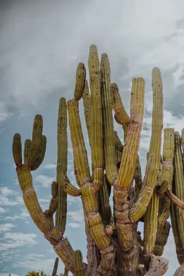 Ripresa dal basso di un cactus grande e verde con diversi steli spessi che si protendono verso l'alto contro un cielo