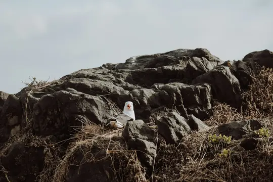 Eine weiße und graue Möwe mit orangefarbenem Schnabel sitzt in einem Nest aus trockenem Gras auf einer dunklen, zerklüfteten