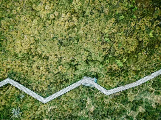Una vista aerea, dall'alto, mostra una passerella in legno chiaro che serpeggia attraverso un campo di denso e vario verde e…