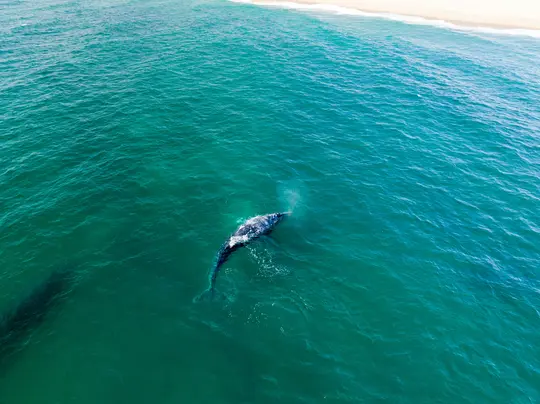 Una vista aerea cattura una balena grigia che nuota in limpida acqua oceanica turchese, spruzzando nebbia. Una spiaggia