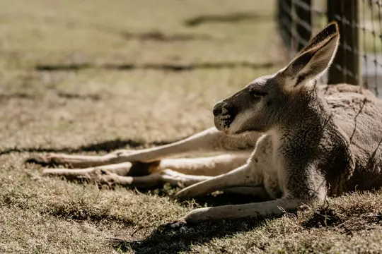A kangaroo with light brown fur lies on its side on dry, sparse green grass, facing right with its eyes closed. A wire…