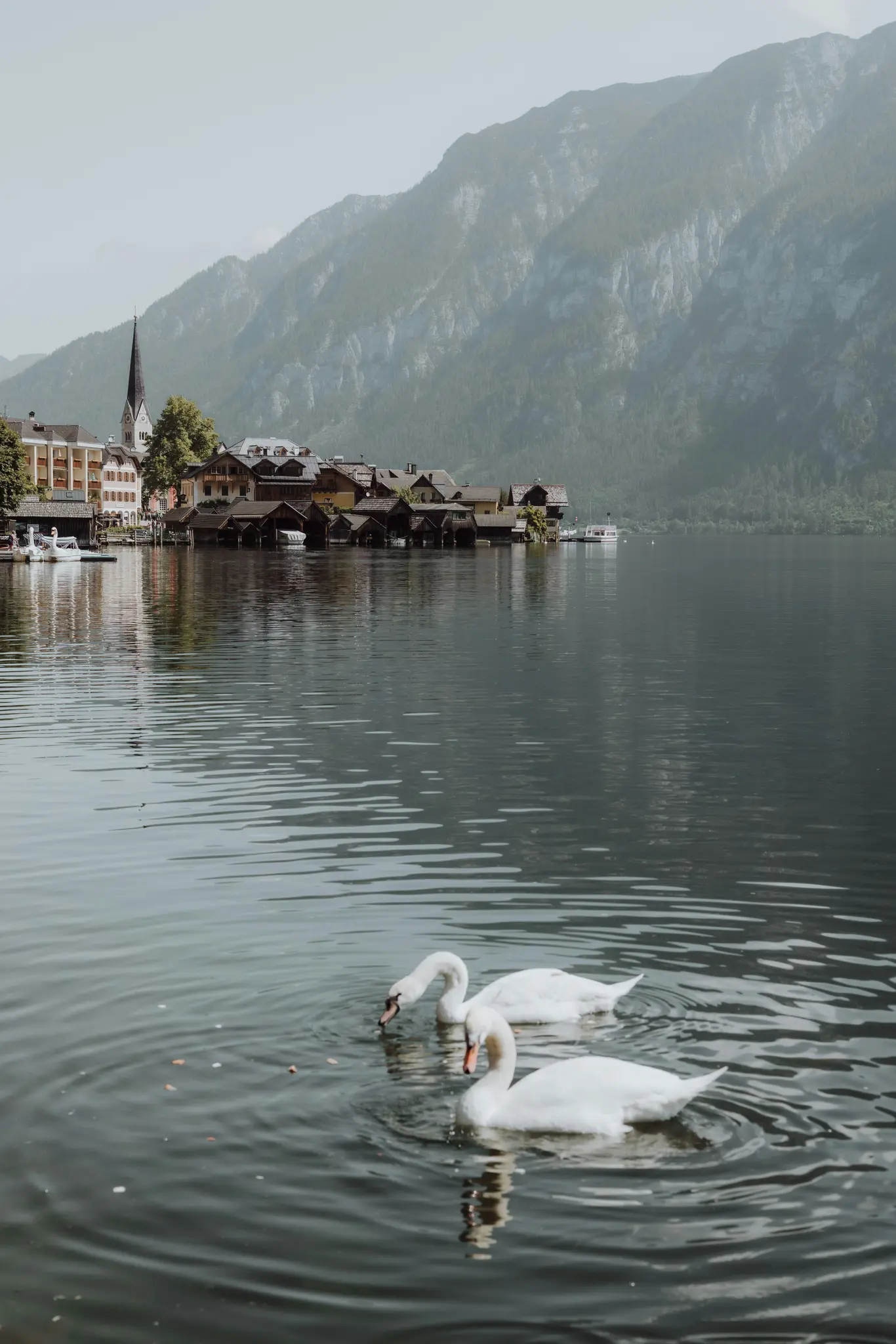 Two white swans swim in the foreground of a calm lake. In the background, a village with a church steeple and houses built…