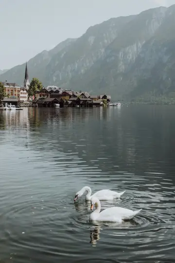 Two white swans swim in the foreground of a calm lake. In the background, a village with a church steeple and houses built…