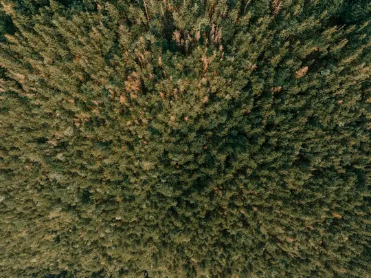 Uno scatto aereo, dall'alto, di una vasta e fitta foresta. La chioma mostra varie tonalità di verde con macchie marroni.