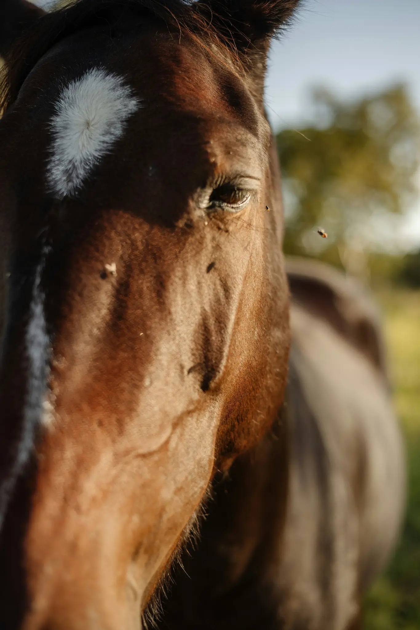 A close-up, slightly out-of-focus photo of a brown horse's head and upper body, showing its eye and a white blaze.