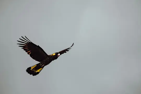 Un cacatua nero con coda gialla e macchia gialla sulla guancia vola attraverso un cielo uniforme grigio chiaro.