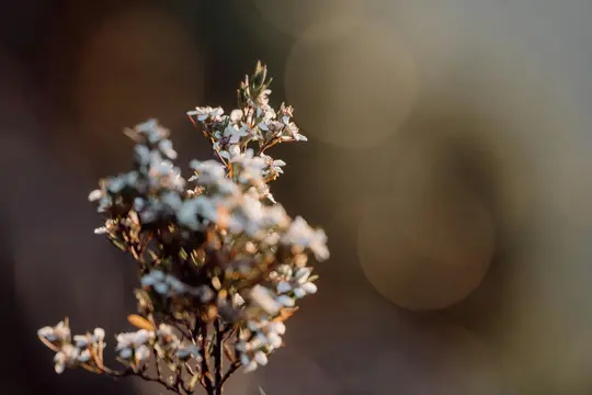 Una foto ravvicinata di una piccola pianta con molti minuscoli fiori bianchi e foglie verdi, immersa in una calda luce