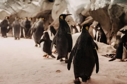 Un gruppo di pinguini, inclusi pinguini reali con segni gialli, cammina su una superficie chiara con formazioni rocciose…