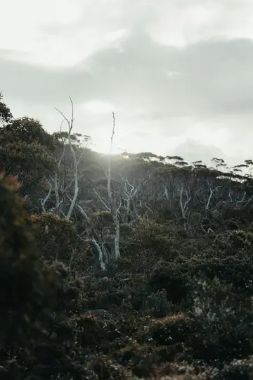 Eine dichte Waldszene mit zahlreichen kahlen, hellen Baumstämmen inmitten dunkelgrüner, buschiger Vegetation. Eine helle