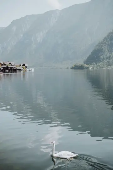 Un cigno bianco scivola su un lago calmo blu scuro. Sullo sfondo, montagne grigie e nebbiose si ergono sopra un piccolo