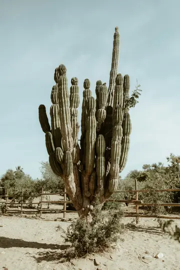 A tall, multi-branched cactus with a thick trunk stands in a sandy, dry field under a pale blue sky. A wooden fence and…