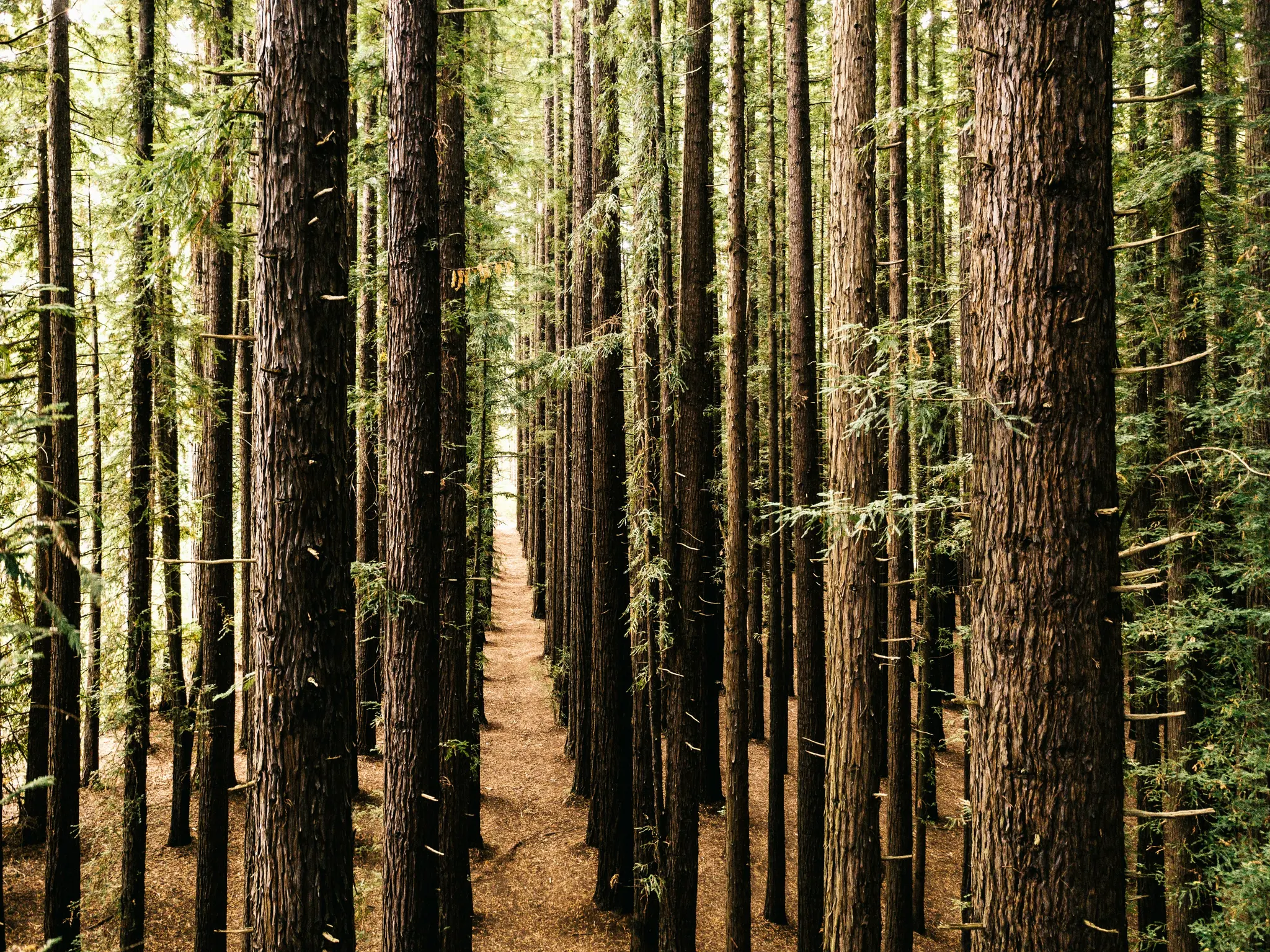 Ein schmaler, gewundener Feldweg führt durch einen dichten Wald von sehr hohen, schlanken Bäumen mit dunkler Rinde und grünem