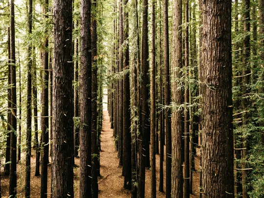 Uno stretto sentiero sterrato e tortuoso attraversa una fitta foresta di alberi molto alti e snelli con corteccia scura e