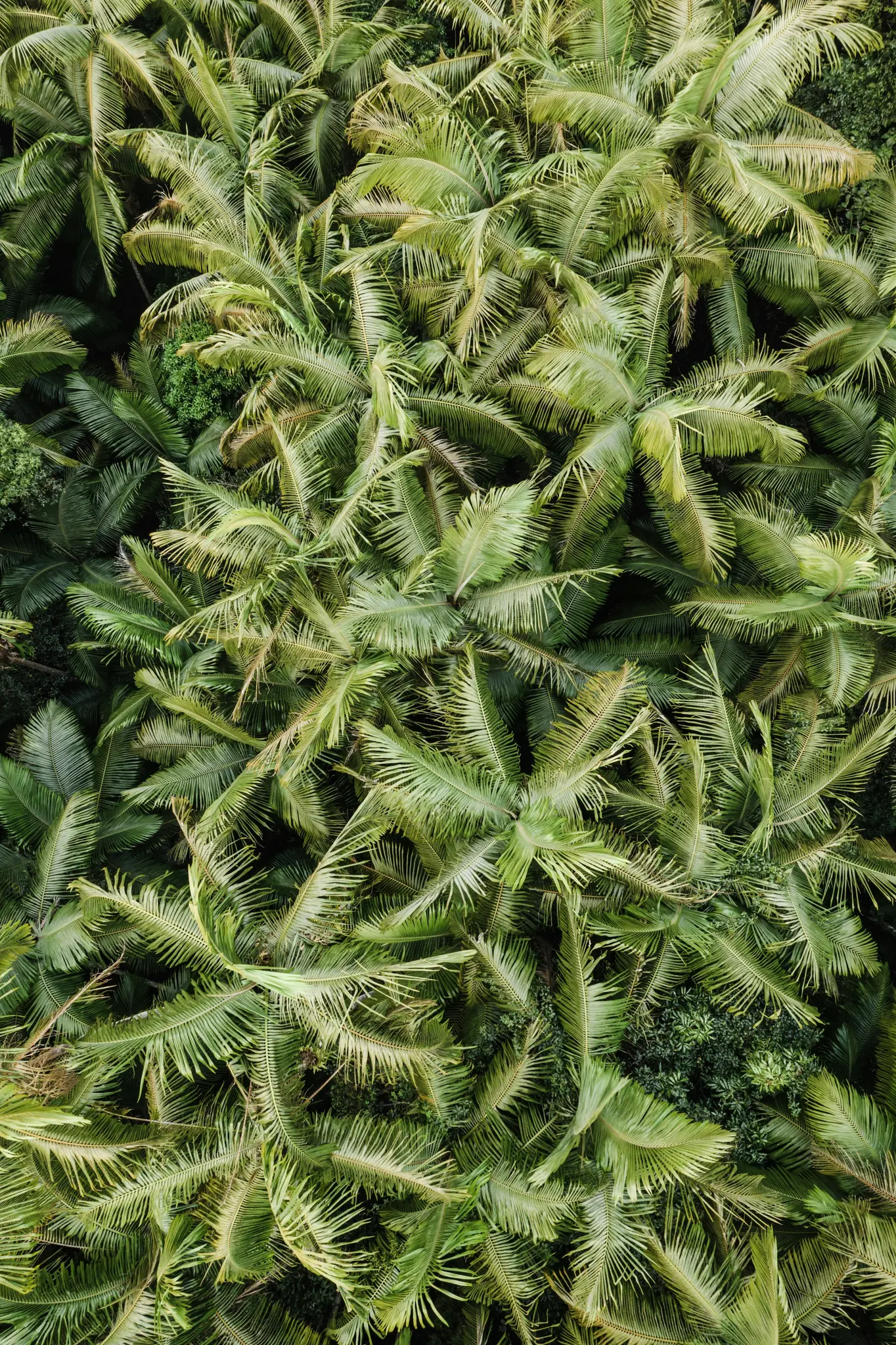 Une vue aérienne, de haut en bas, d'une canopée dense et vibrante de palmiers et d'une autre végétation tropicale.