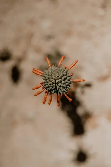 Scatto macro dall'alto di un fiore con un centro verde spinoso e petali arancioni sottili, tubolari e radianti.