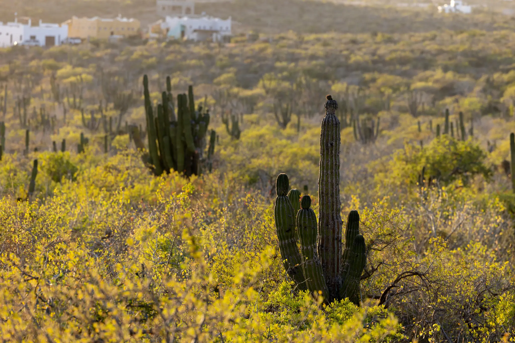 A wide shot of a desert landscape at golden hour, featuring numerous tall green cacti and bright yellow-green shrubs.…