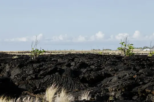 Un'ampia vista panoramica di un campo di lava scuro e accidentato con piccole piante verdi e erba secca che cresce