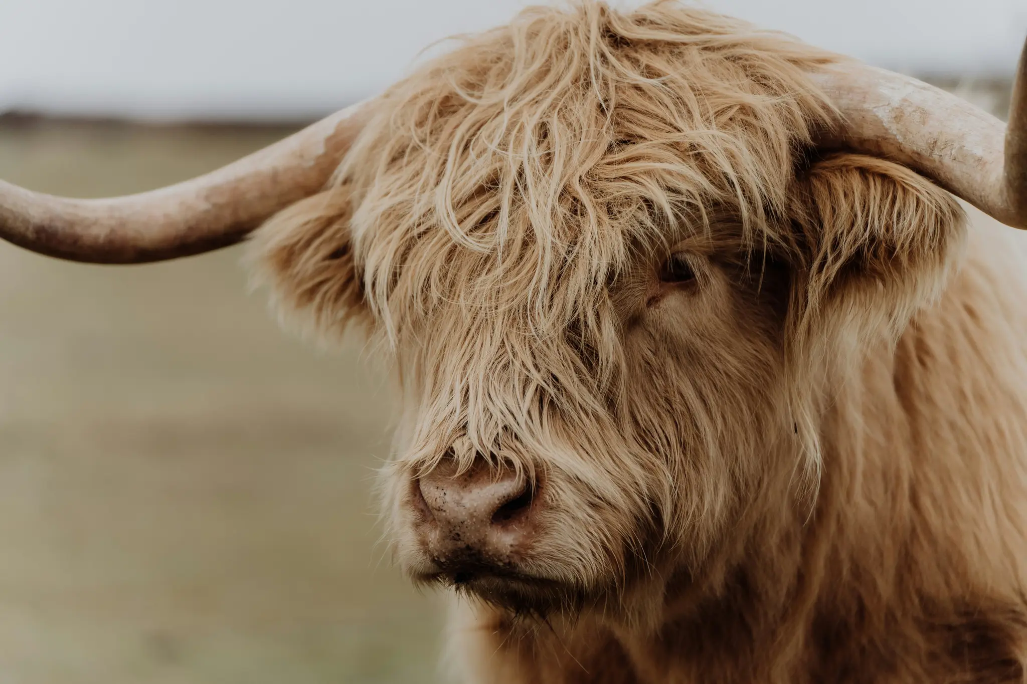Ett närbildsfoto av huvudet på en Highland Cattle, som visar dess långa, ljusbruna, lurviga hår som täcker dess ögon och