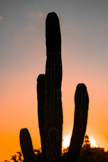 A tall saguaro cactus is silhouetted against a sky transitioning from deep orange at the horizon to soft pink and blue.
