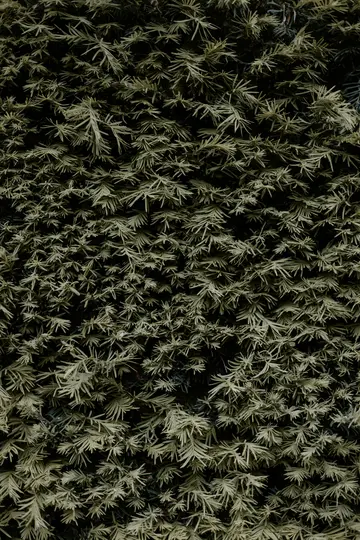 Uno scatto ravvicinato, a tutto fotogramma, di un denso fogliame di conifere verdi, che mostra molte piccole foglie