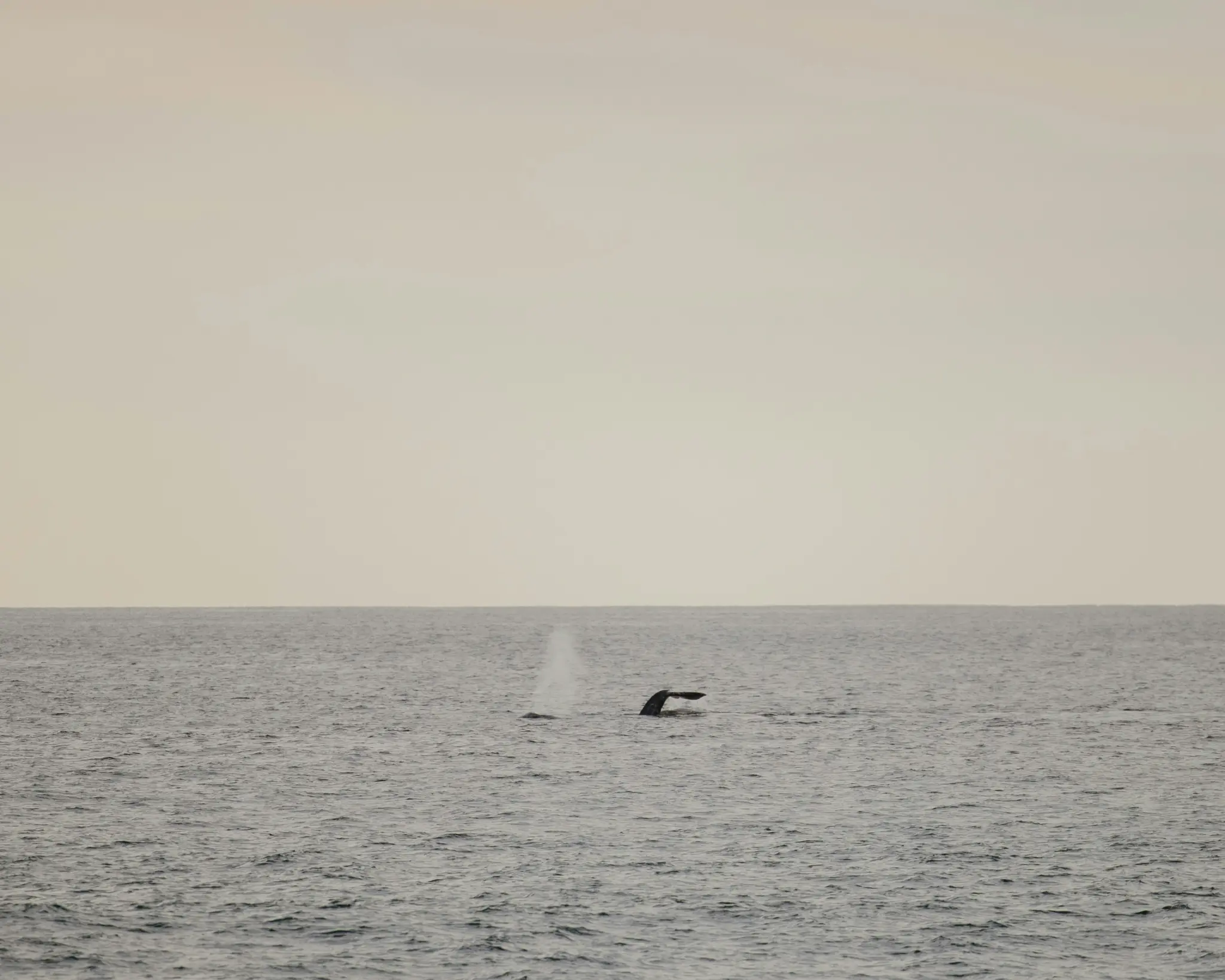 A whale's dark tail fin is visible above the surface of a calm, grey ocean. A faint white spout of water rises in the…