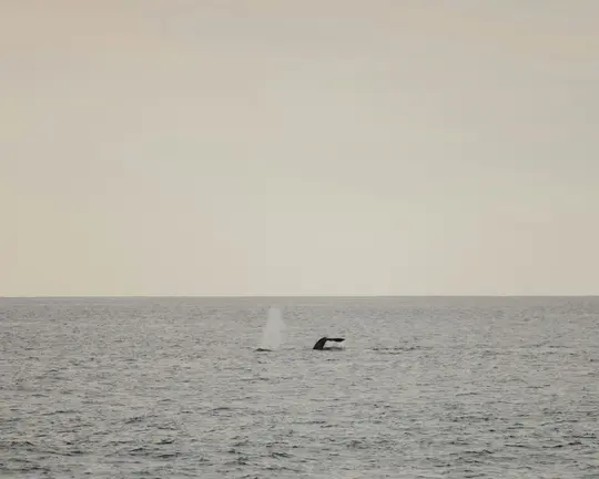 A whale's dark tail fin is visible above the surface of a calm, grey ocean. A faint white spout of water rises in the…