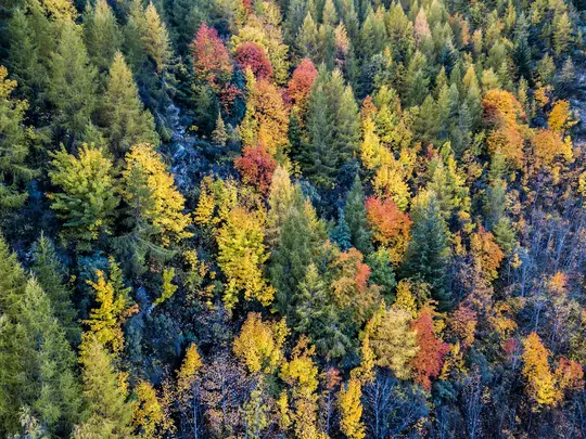 An aerial view of a forest in autumn, showing a dense canopy of trees with leaves in shades of green, yellow, orange, and…