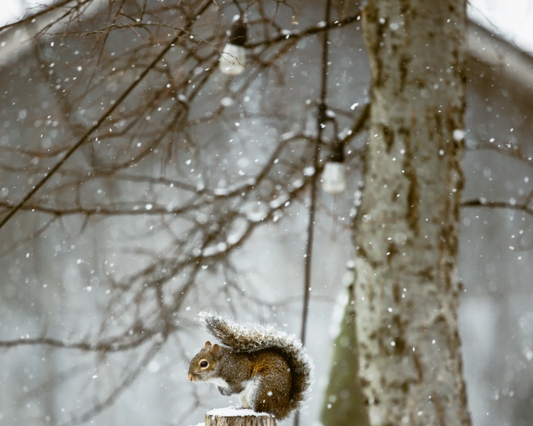 A gray squirrel with a fluffy tail covered in snow sits on a snow-dusted tree stump during a gentle snowfall. Bare tree…
