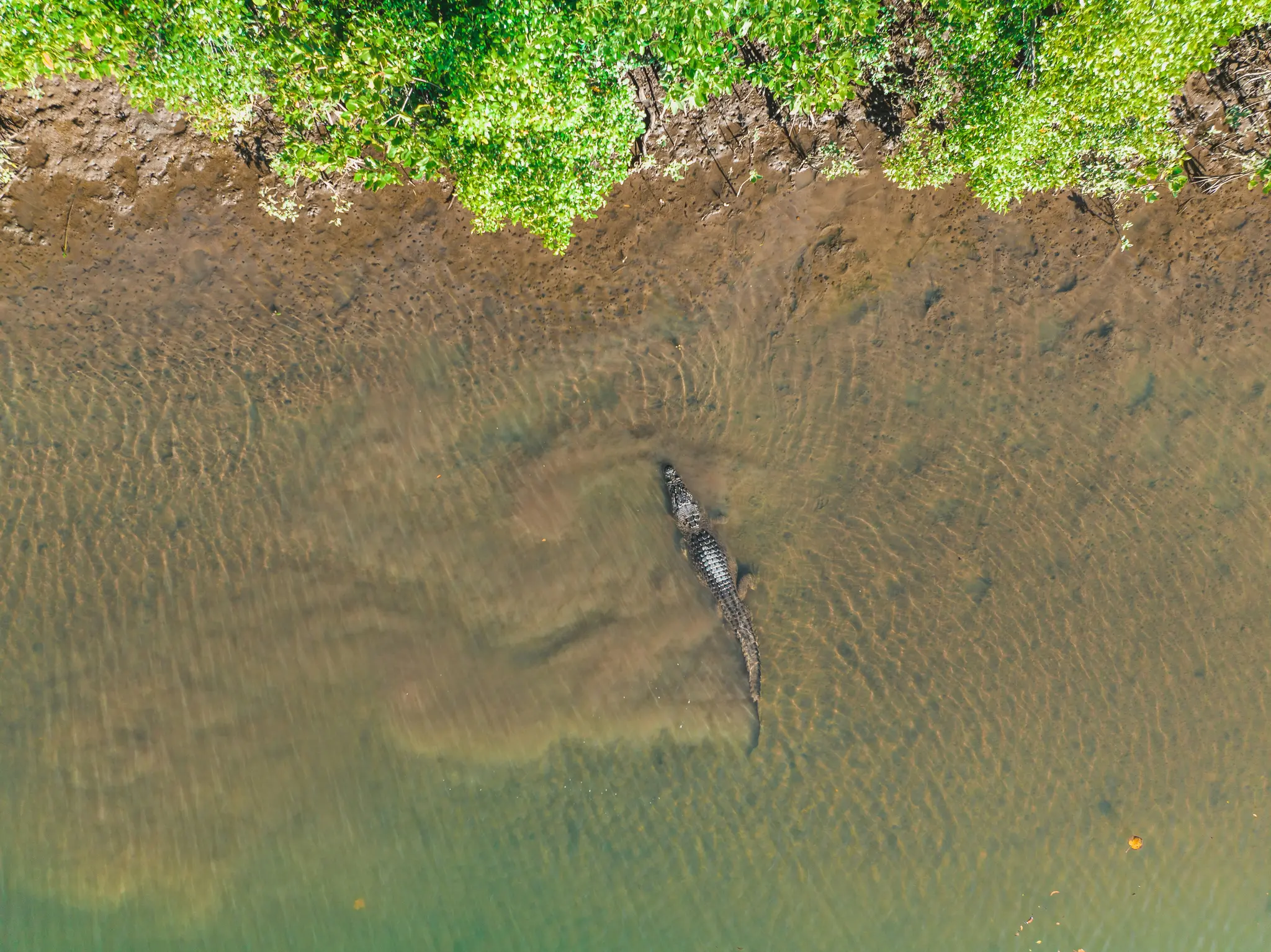 En flygvy av en krokodil som simmar i grunt, grönaktigt brunt vatten. En lerig strand med frodig grön växtlighet längs…