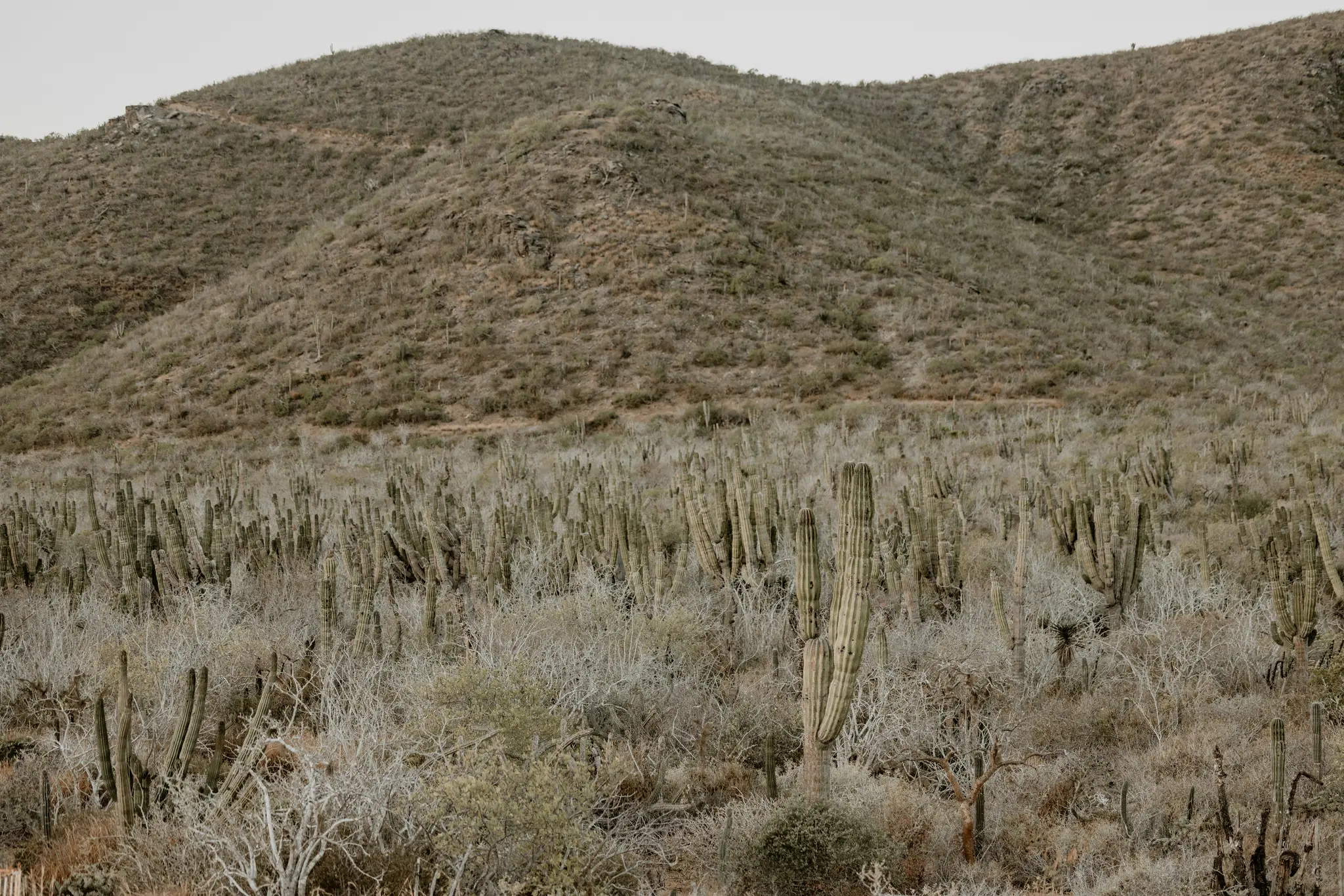 Una toma amplia de una escena desértica con numerosos cactus altos y columnares y arbustos secos y de color claro. Una colina