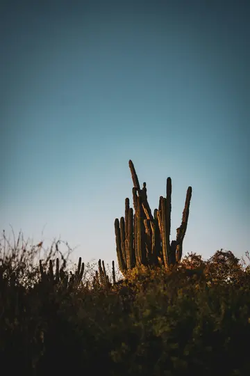 Un gruppo di cactus alti e costoluti con riflessi dorati si erge contro un cielo azzurro chiaro durante l'ora d'oro. Più