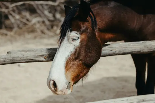 A close-up shot of a brown horse's head with a prominent white blaze on its face, looking downwards behind a wooden fence.