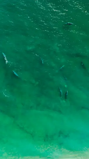 Eine von oben aufgenommene Aufnahme einer Walherde, die in klarem, grünem Meerwasser schwimmt. Der Meeresboden ist als