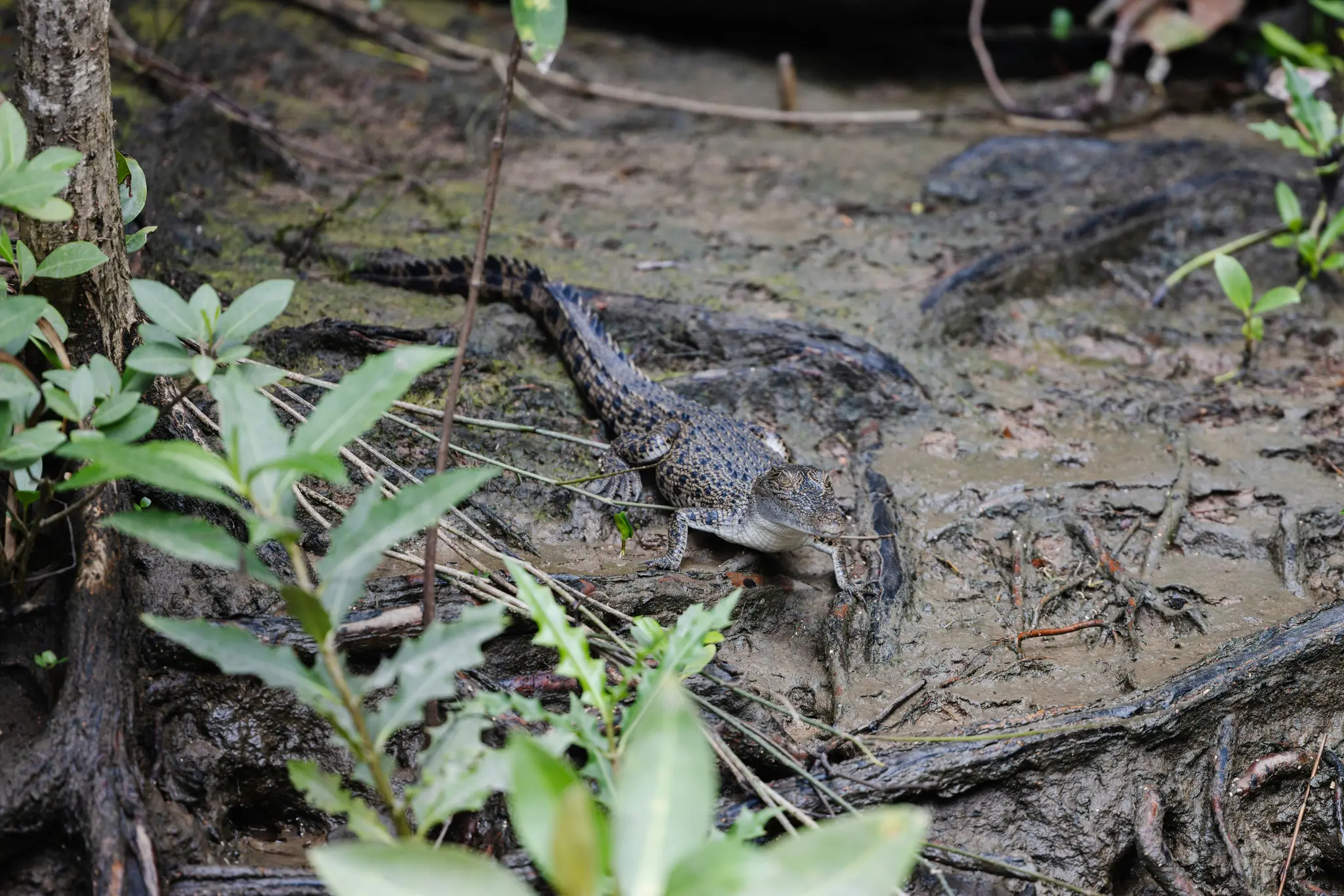 A small, dark-patterned crocodile rests on a muddy bank, partially obscured by green leaves in the foreground. Its head is…