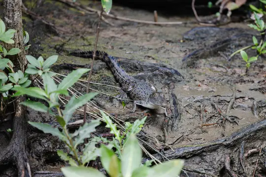 A small, dark-patterned crocodile rests on a muddy bank, partially obscured by green leaves in the foreground. Its head is…