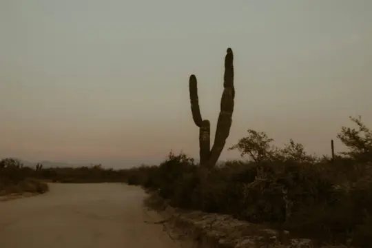 Ein hoher Saguaro-Kaktus mit zwei Hauptarmen steht prominent auf der rechten Seite einer Feldstraße, die sich in die Ferne