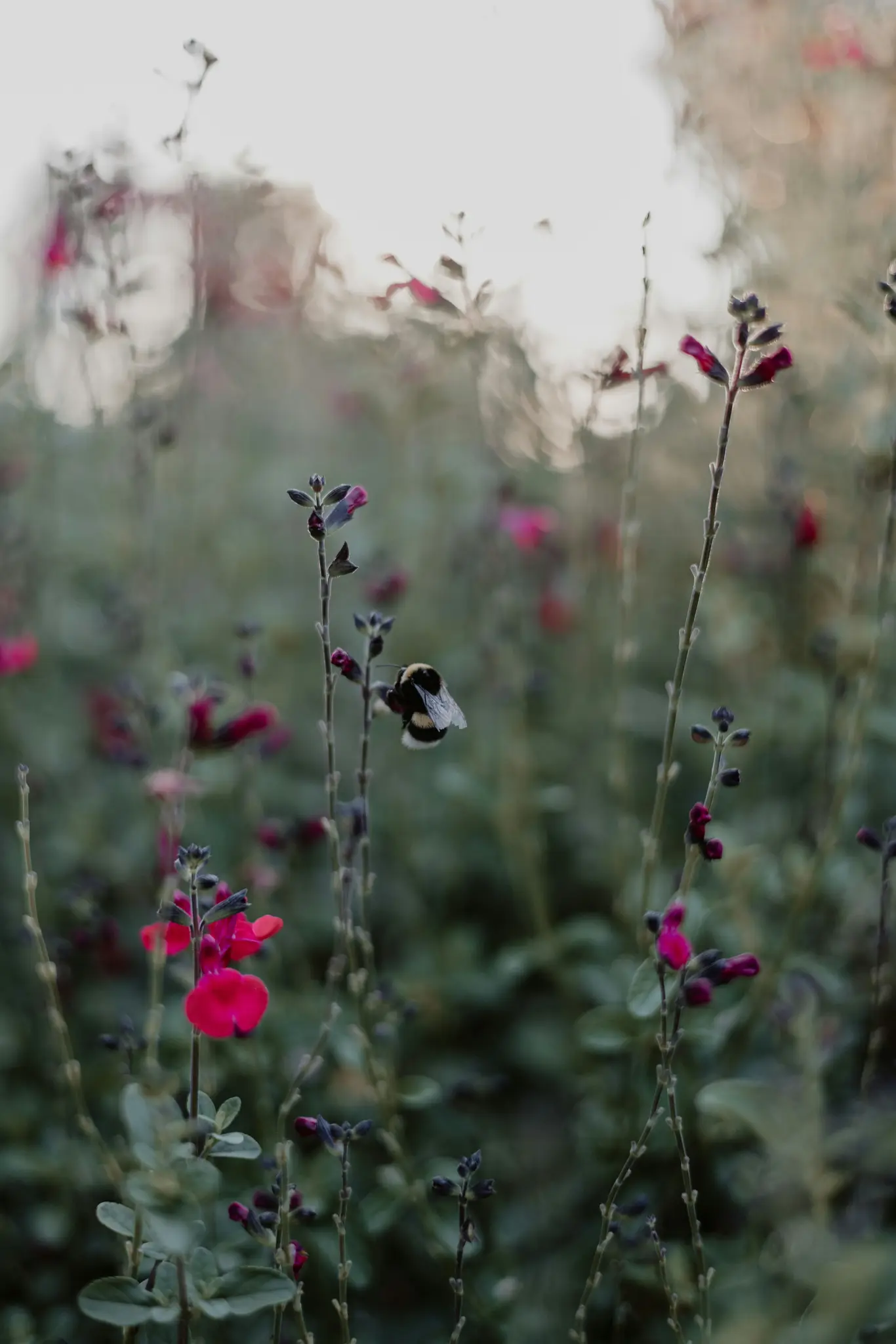 A bumblebee with black and yellow stripes is perched on a vibrant pink flower, surrounded by green foliage and other pink…