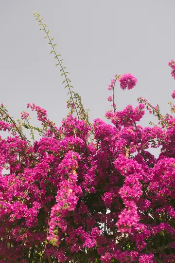 Nahaufnahme, Ansicht von unten einer großen Bougainvillea-Pflanze mit zahlreichen leuchtend pinken Blüten und einigen grünen