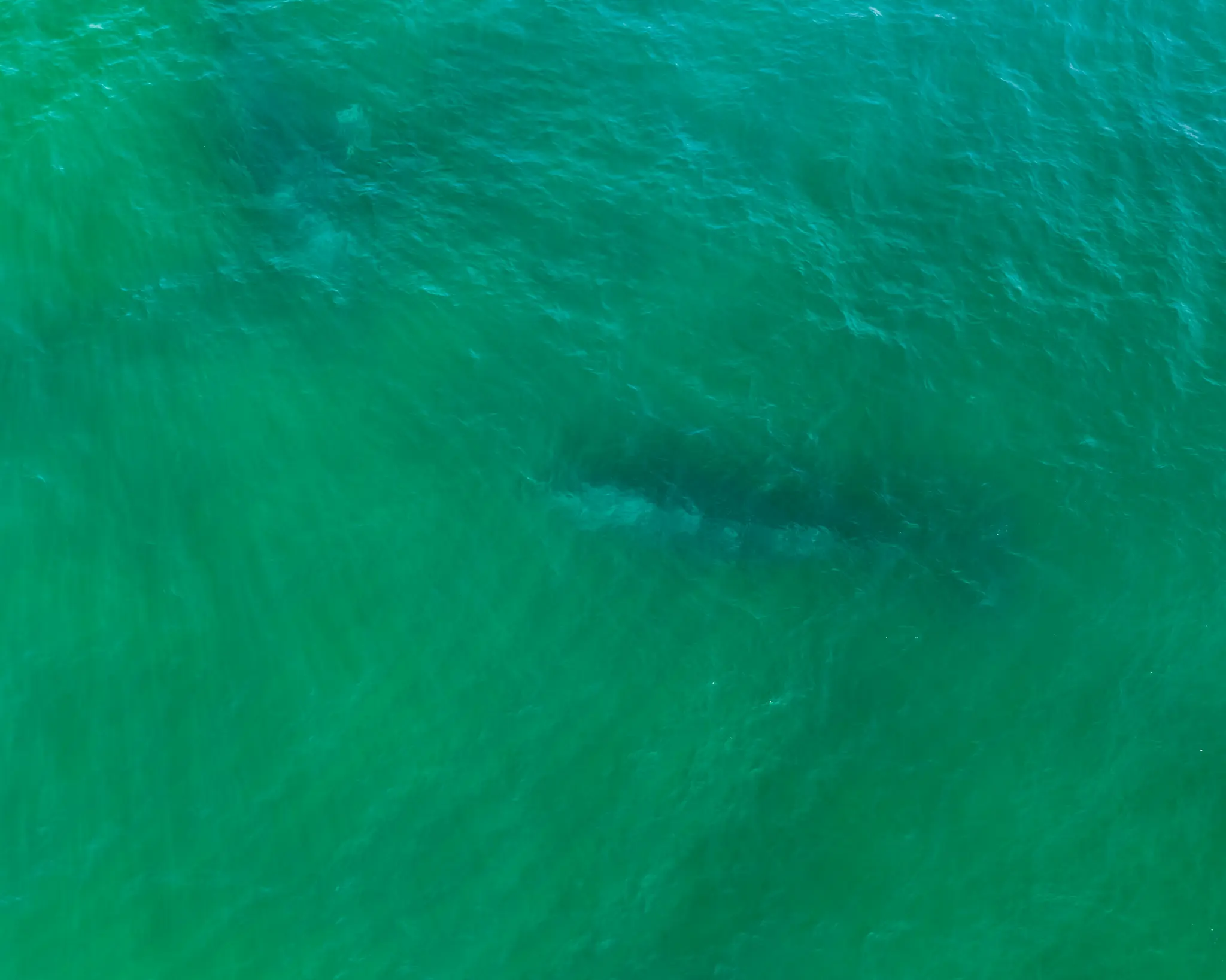 Een luchtfoto legt een grote, donkere, langwerpige vorm net onder het oppervlak van golvend groen oceaanwater vast.