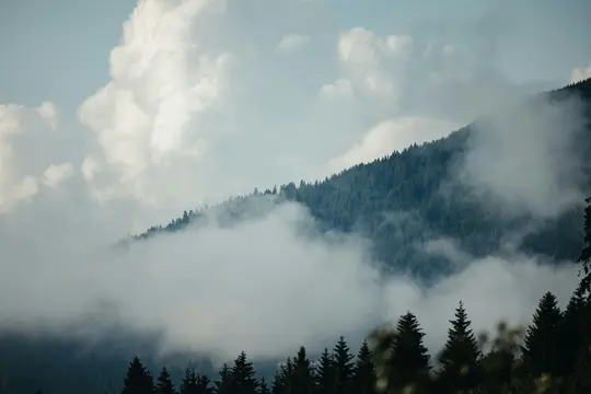 Un pendio montano coperto di alberi di conifere verde scuro è avvolto da nebbia bianca e grigia e nuvole sotto un cielo