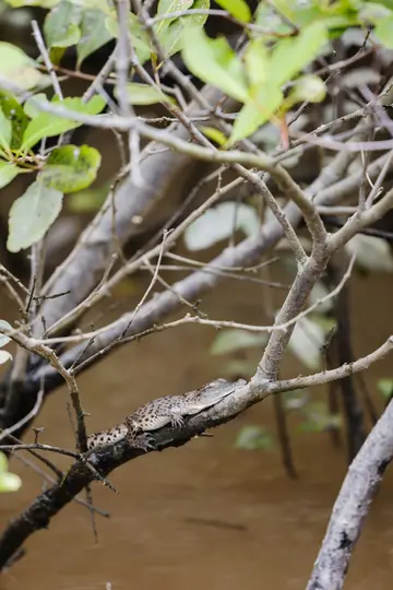 Ein kleines, hellbraunes Krokodil mit dunklen Flecken ruht auf einem dicken, dunkelbraunen Ast. Schlammiges Wasser ist