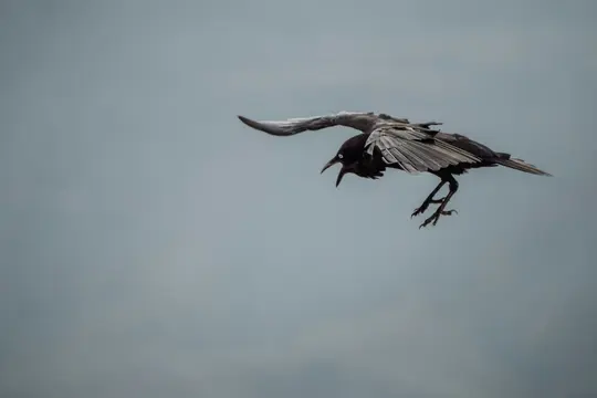Ein schwarzer Vogel mit geöffnetem Schnabel und voll ausgebreiteten Flügeln, mitten in der Luft vor einem weichen