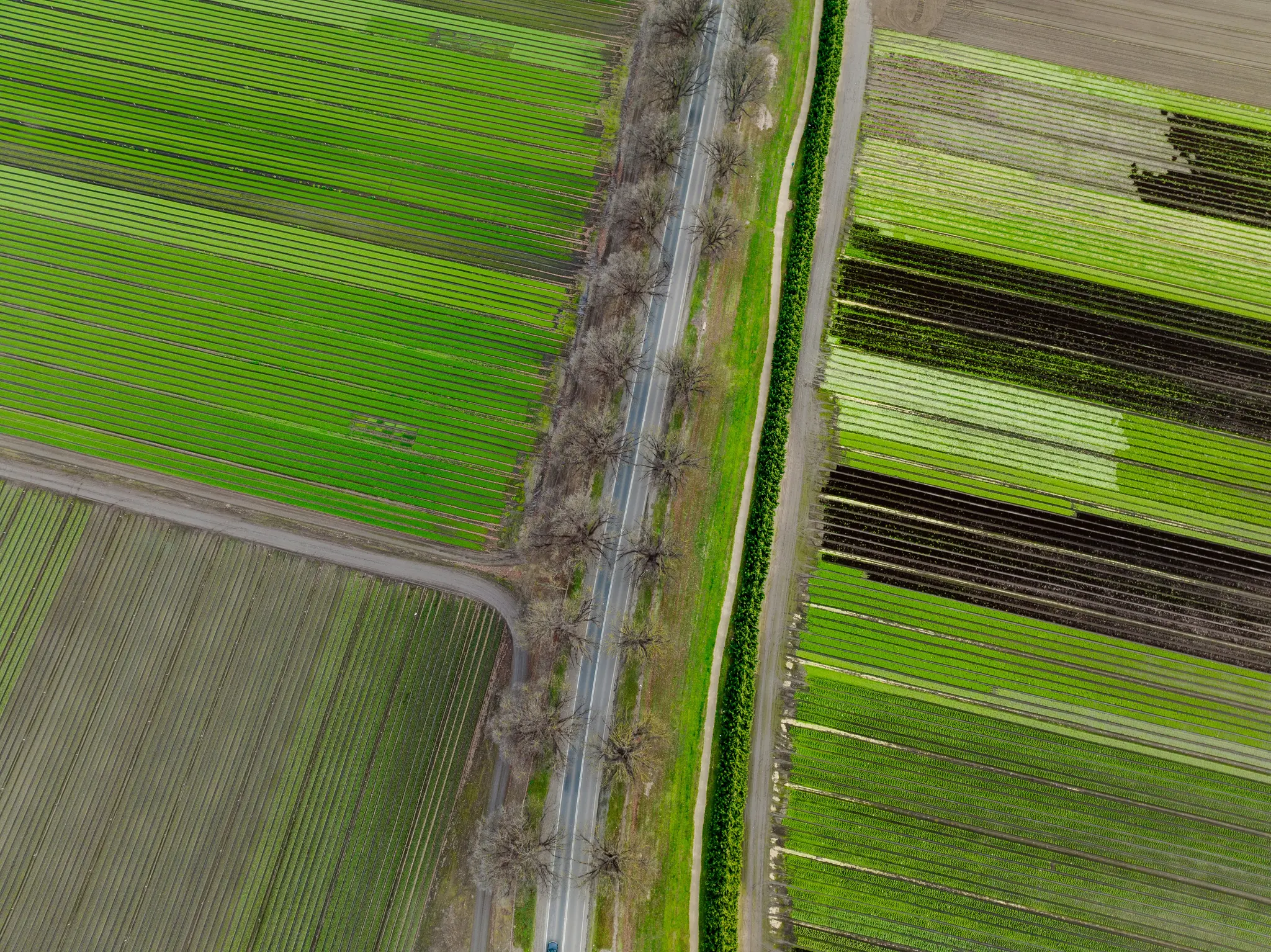 Una vista aérea, de arriba abajo, de un paisaje rural con una carretera recta bordeada de árboles desnudos, que separa varios