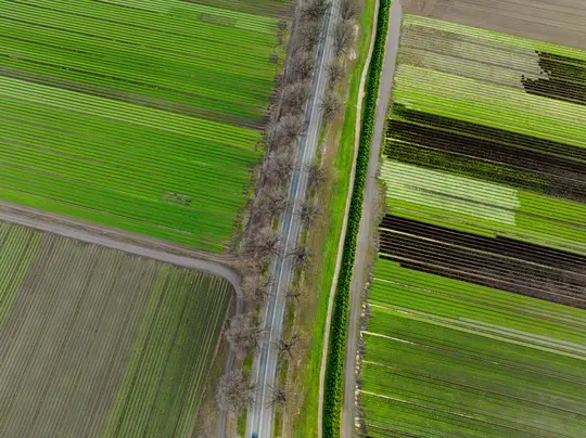 Una vista aerea, dall'alto verso il basso, di un paesaggio rurale con una strada dritta fiancheggiata da alberi spogli, che
