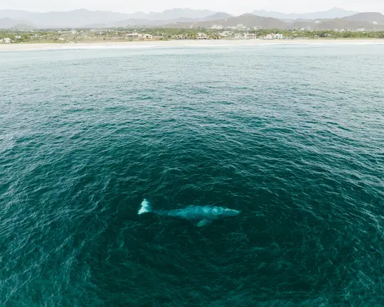 Eine Luftaufnahme eines Wals, der in tiefblauem Ozeanwasser schwimmt. Im Hintergrund ein Sandstrand, eine Küstenstadt und